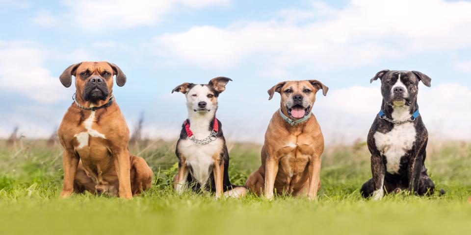 Chicagoland Family Pet Expo