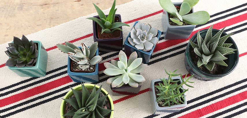 Costa Farms Succulent in a Ceramic Planter