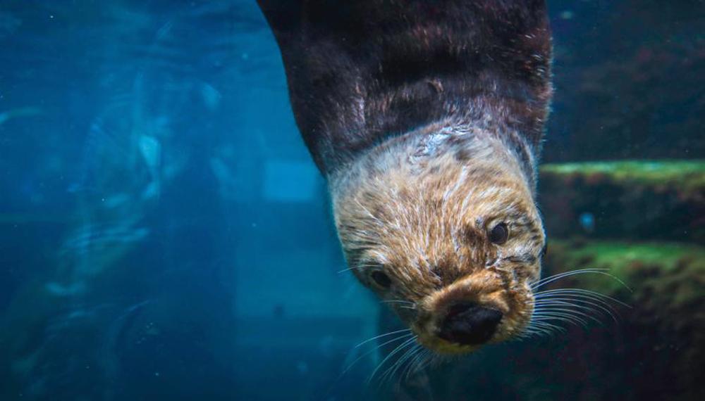 Shedd Aquarium otter pups