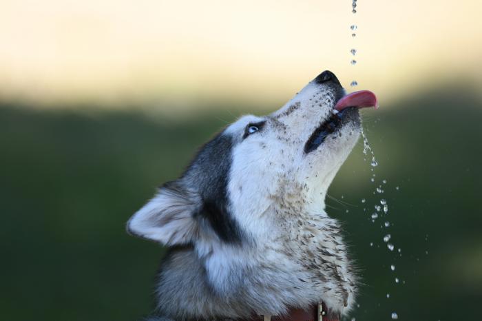 dog water bottle