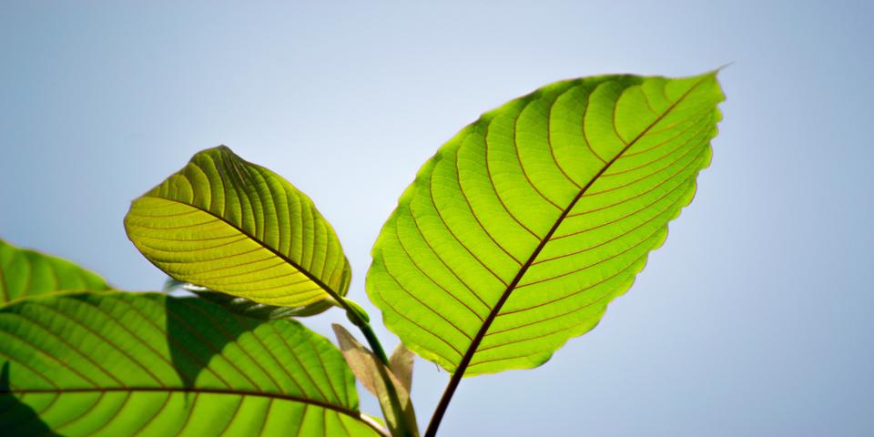 Legalizing Kratom