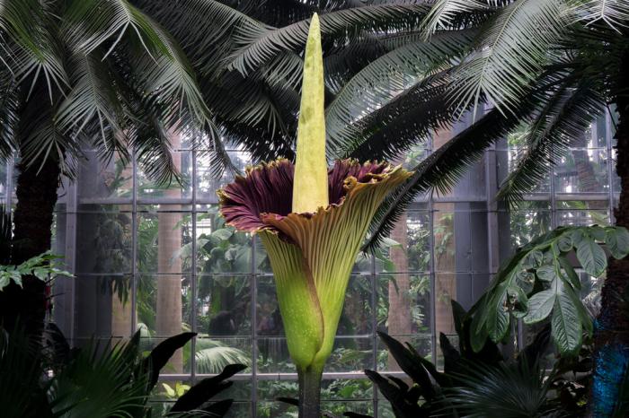 Corpse FlowerBlooms