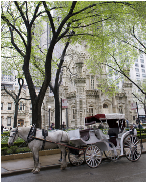 Great Lakes Horse & Carriage