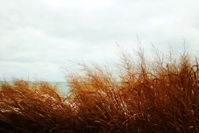 Tall Beach Grasses of Lake Michigan