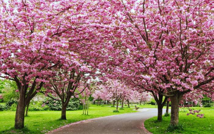 Chicago’s largest single collection of cherry trees awaits visitors in Jackson Park