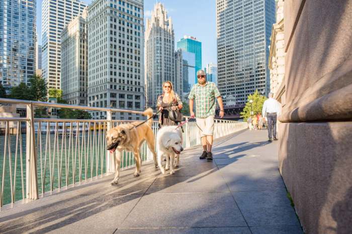 Chicago, IL, Sept. 23, 2017: Two big, fluffy adorable dogs out for a walk with their owners along Riverwalk downtown Chicago. Riverwalk offers miles of scenic walking paths downtown.Skyscrapers behind
