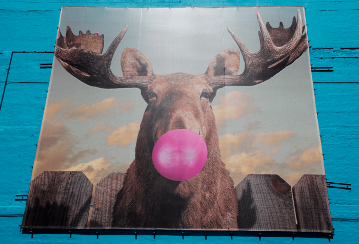 Moose Bubblegum Bubble By Jacob Watts