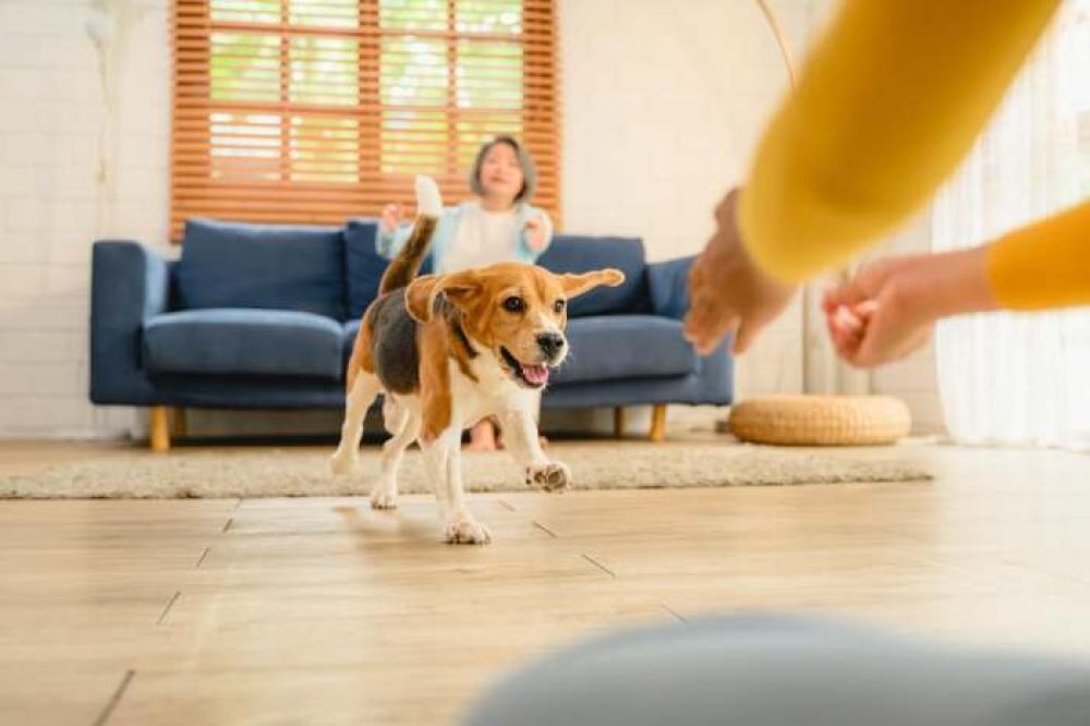 Indoor Dog Park