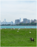 Montrose Point Bird Sanctuary