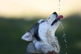 Best Dog Water Bottles for 2021
