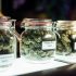 3 reasons why fireworks are making Chicagoans buy more CBD oil – for themselves and their pets