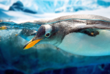 Shedd Aquarium Penguins Roam Free During COVID-19 Shutdown