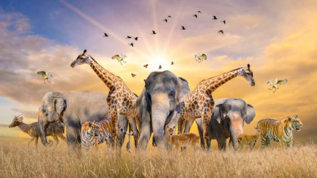 African Safari and Outer Space Experience Soon at a Navy Pier New Attraction