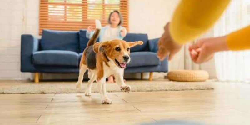 The First City Bar With an Indoor Dog Park to Open in Chicago This Fall