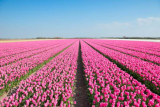 Richardson Farm Tulip Festival Is Waiting for Visitors in 2023 With 900,000 Blooms