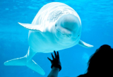 Shedd Aquarium Greets New Beluga Whale Calf
