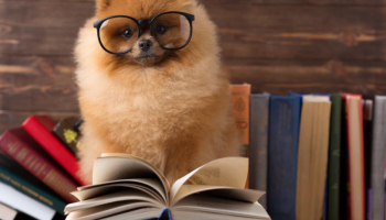 The Best Dog Training Books in 2024