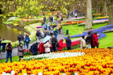 Half a Million Tulips in Bloom Are Waiting Chicagoans to Their Second Festival