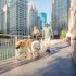 A Cool Ice Bar in the West Loop, Ready to Spoil the Winter Enthusiasts in Chicago